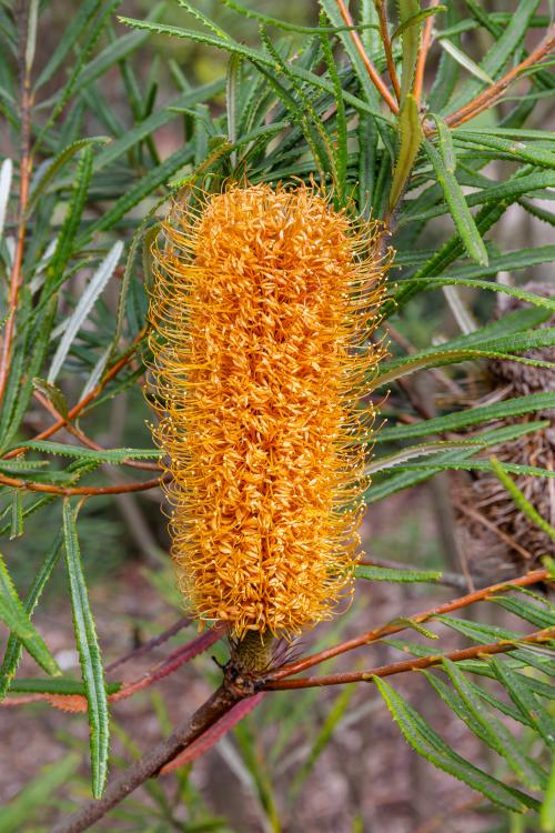 Banksia plant from Australia