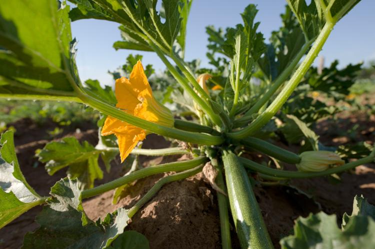 Squash plants, Texas